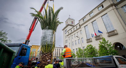 Hilda, Truda i Bercik wróciły na chorzowski Rynek