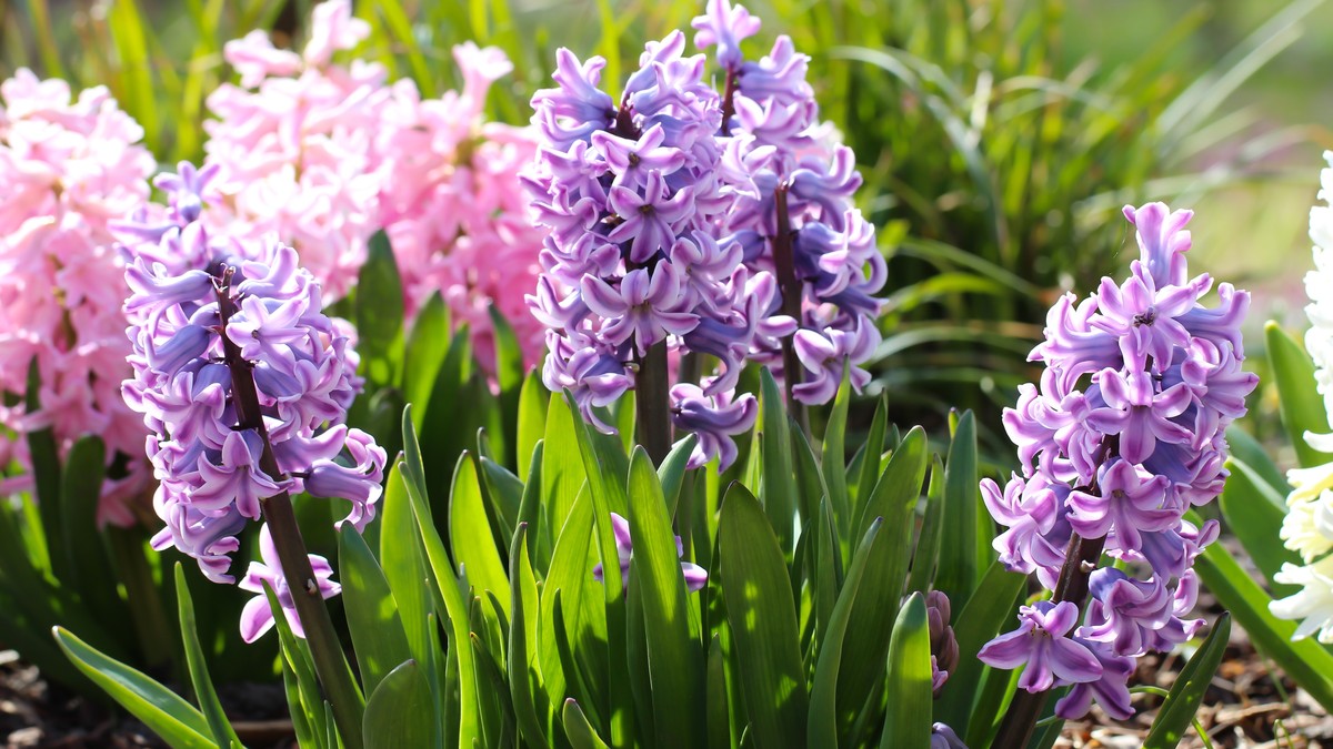 Priprema zemlje u februaru garantuje najlepšu baštu do jeseni: Trik sa zumbulima pravi čudo