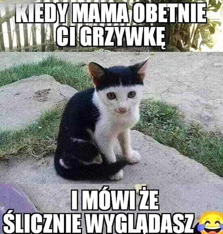 Najśmieszniejsze memy ze zwierzętami w roli głównej