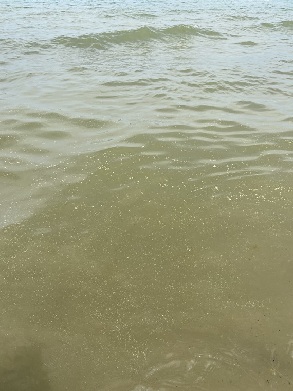 Drobinki pyłu sosny na Morzu Bałtyckim
