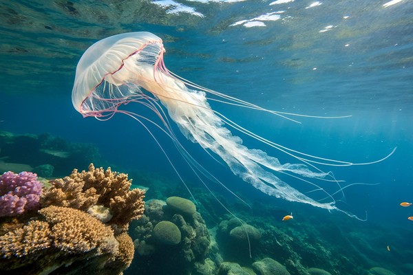 Katja Cukanova ruski milijarder drooga sc youtube