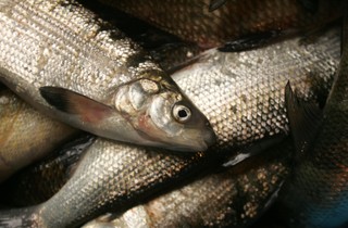 Niemiecka sieć restauracji rybnych Nordsee wchodzi do Polski