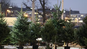 Ile wydamy na choinkę w tym roku? Sezon świąteczny w polskich domach już się rozpoczął. Oto ceny