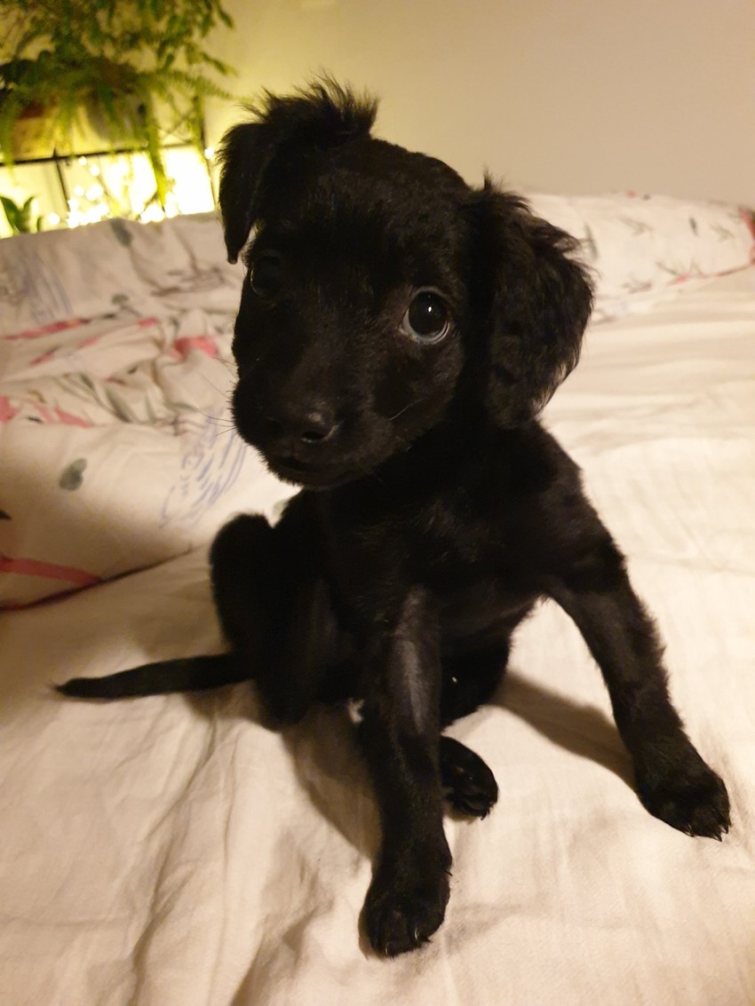 Lusi je nađena ispod kontejnera u Zemunu