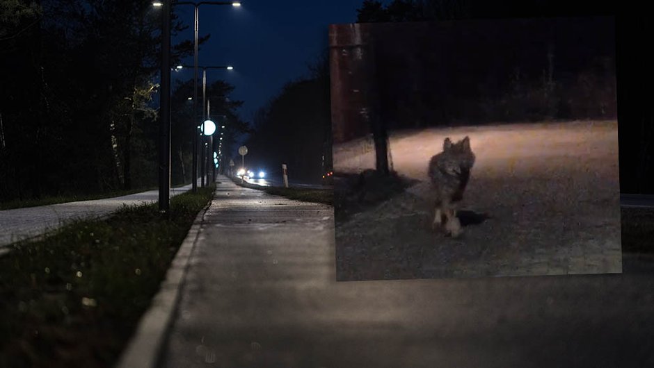 Mieszkaniec wsi na Śląsku myślał, że to pies