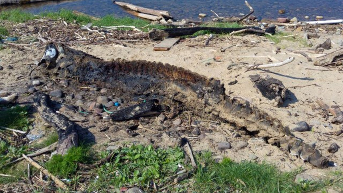 Liczące sobie prawie 3,5 metra zwłoki zostały znalezione u wybrzeży Walii, na plaży Morfa w Port Talbot,  nieopodal ujścia rzeki Kenfig przez Melanie i Kena Reesów. Podczas spaceru, małżeństwo zauważyło, że morze wyrzuciło na brzeg również wielką ilość meduz i mniejszych morskich stworów.