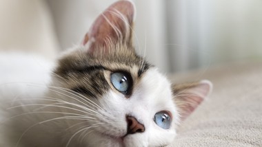 Najnowszy QUIZ dzisiaj dodany. Tylko prawdziwy kociarz nie da się zwieść!