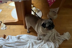 Wyjechali na tydzień, w mieszkaniu zostawili trzy psy. Zwierzęta siedziały 'na brudnych szmatach, bez wody i jedzenia'