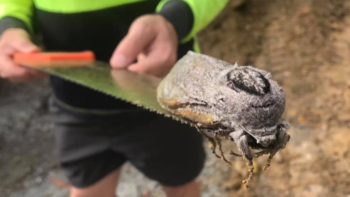 Gigantyczna ćma w Australii. Wielka ćma. Niezwykłe znalezisko