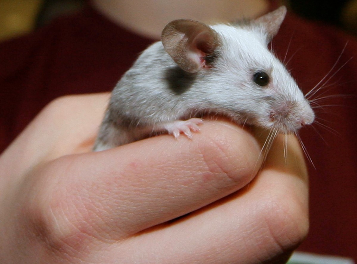 Myszy alkoholizm mają zapisany w genach