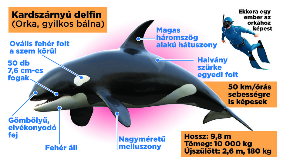 A kardszárnyú delfin hatalmas tengeri emlős, súlya akár tíz tonna is lehet, még a fehér cápa is kitér az útjából /Fotó: GRAF