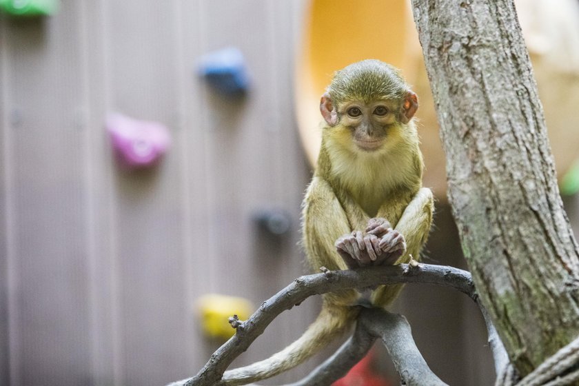 Zoo znów będzie czynne