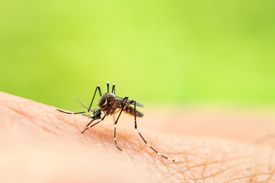 Ezt a muskátlit utálják a szúnyogok. Fotó: Getty Images