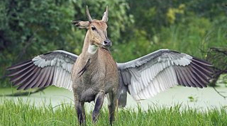 Szárnyas antilop