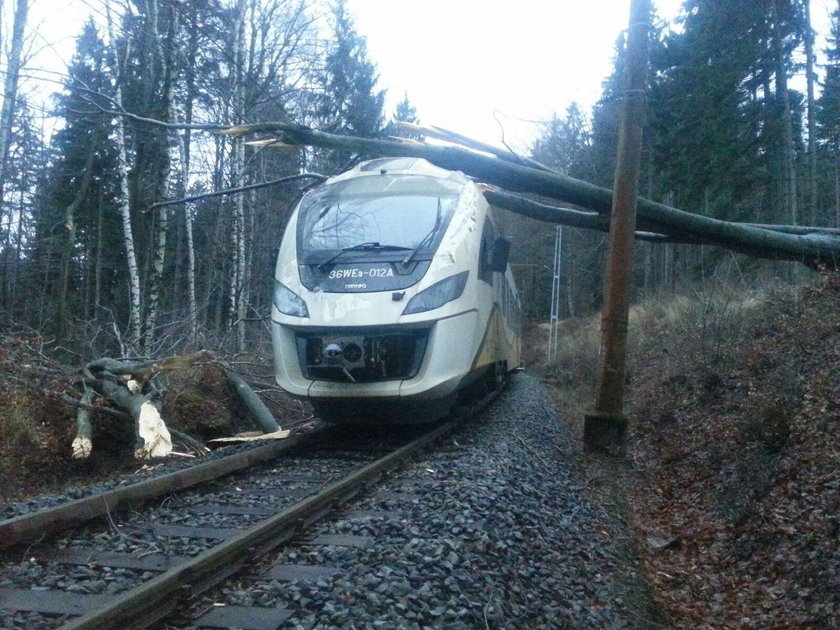 Impuls Kolei Dolnośląskich uderzył w drzewo