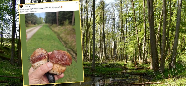 Złe wieści dla grzybiarzy. Jesienią w lasach może nie być grzybów