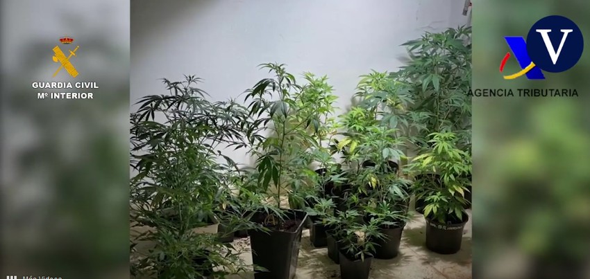 Plantaže marihuane bande "Anđeli pakla"