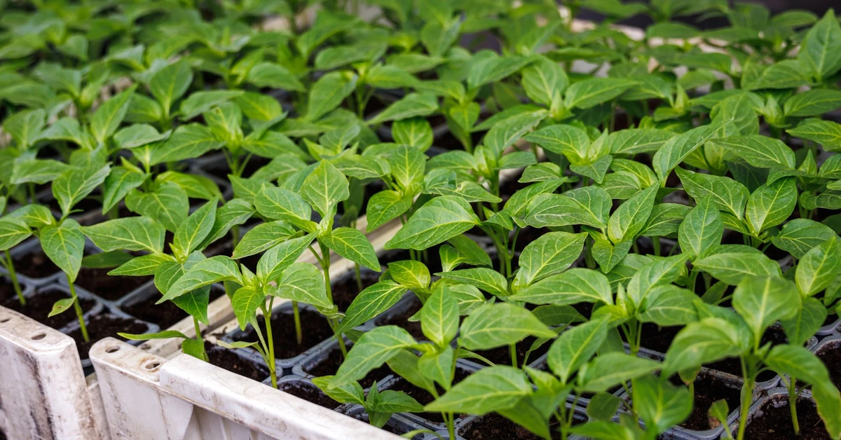 Kiedy wysiewać paprykę na rozsadę? Czym podlewać siewki papryki? Czy wysiew papryki w styczniu to dobry pomysł?