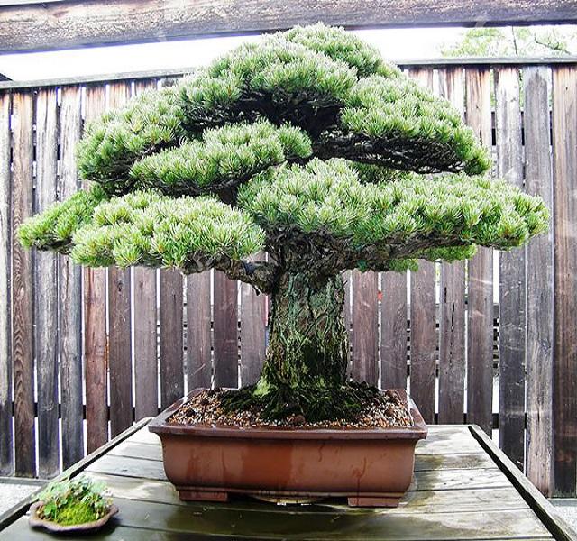 Képek a világ 15 legszebb bonsai fáiról! Desszert a léleknek! (fotók) -  Blikk Rúzs
