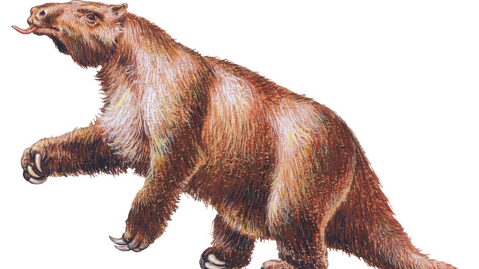 Megatherium