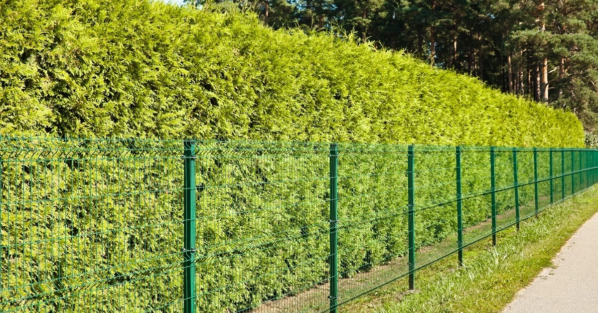 Tuje: jak daleko sadzić od ogrodzenia? Co ile centymetrów? [PRAWO]