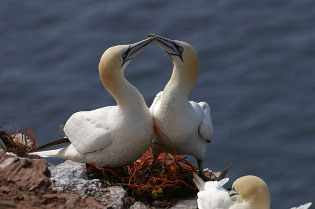 Helgoland