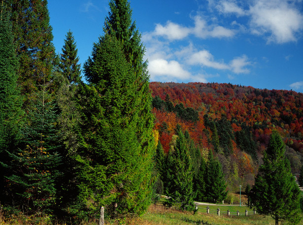 Wydzielenie 219a znajduje się na obszarze Natura 2000 Bieszczady PLC180001