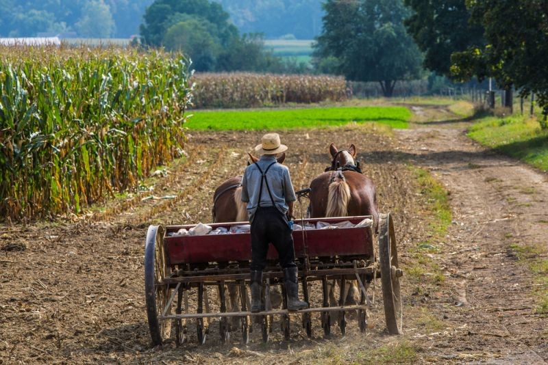 Nie używają sprzętu mechanicznego, lecz koni