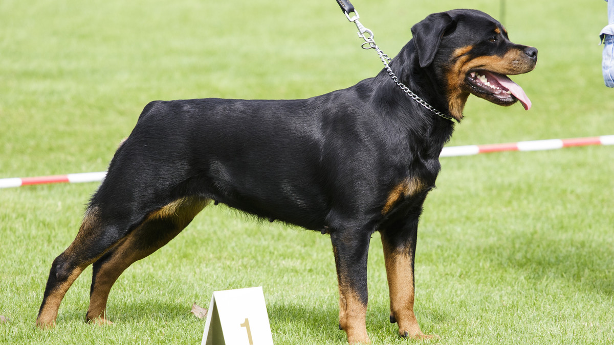 W Dobrym Mieście (woj. warmińsko-mazurskie) odbywa się dziś XXII Krajowa Wystawa Psów Rasowych - National Dog Show.