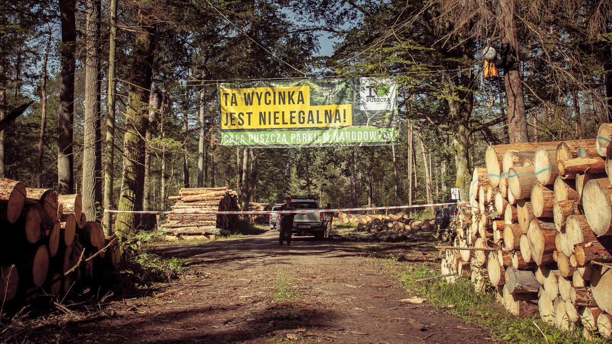 Trwa protest aktywistów w Nadleśnictwie Białowieża w pobliżu Teremisek. Wczoraj jego uczestnicy blokowali maszyny pracujące przy wycince w ponad stuletnim drzewostanie. Dzisiaj pilnują, aby wycięte przez nie drzewa nie zostały wywiezione z Puszczy Białowieskiej. Obrońcy przyrody spędzili noc w lesie. Niektórzy z nich na platformach przypiętych do drzew.