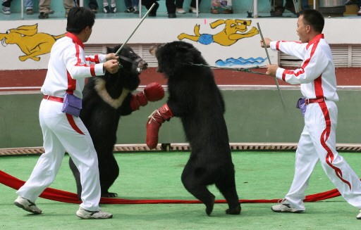 CHINA-WILDLIFE-ANIMALS