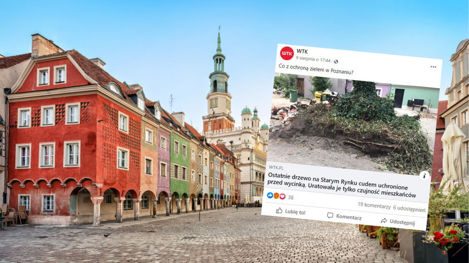 Ostatnie drzewo na poznańskim Starym Rynku zostało uratowane. Tylko nie wiadomo na jak długo. (Screen: Facebook/wtk.tv)
