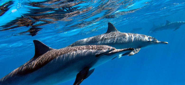 Eksperyment potwierdził niesamowite umiejętności delfinów