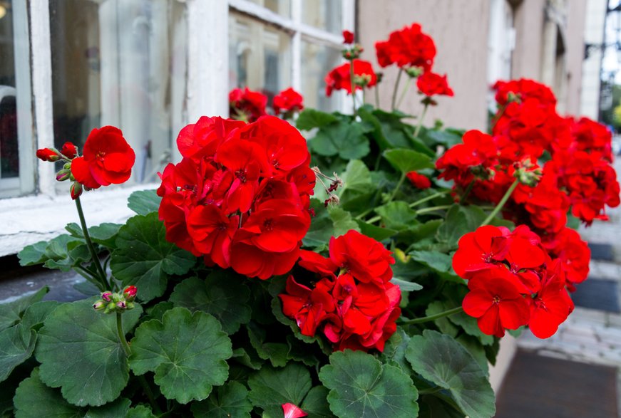 Pelargonie występują w różnych odmianach i kolorach - ann_minsk/stock.adobe.com