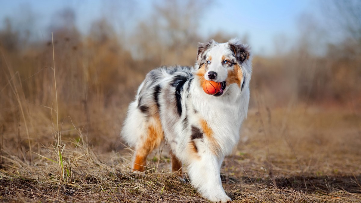 Which global dog breed is your perfect match?