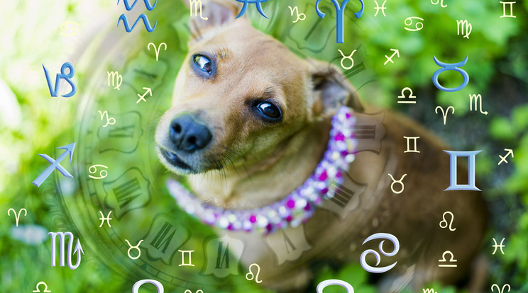 Kutyák természetét is meghatározza, milyen jegyben született / Fotó: Shutterstock  