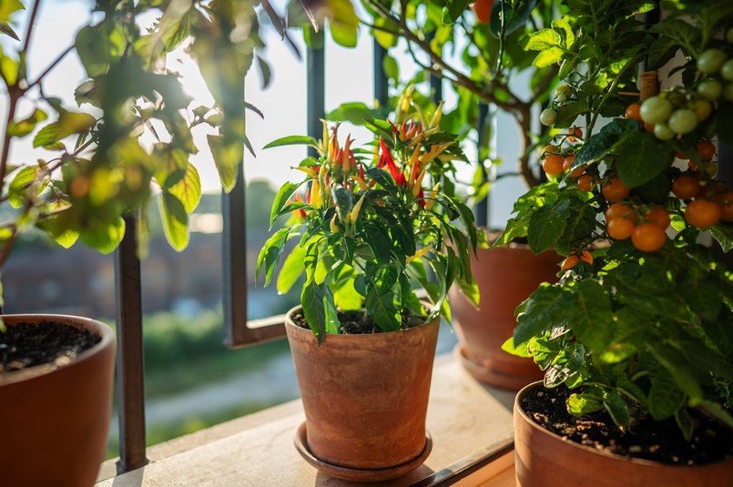 trendy ogrodnicze 2026 warzywa