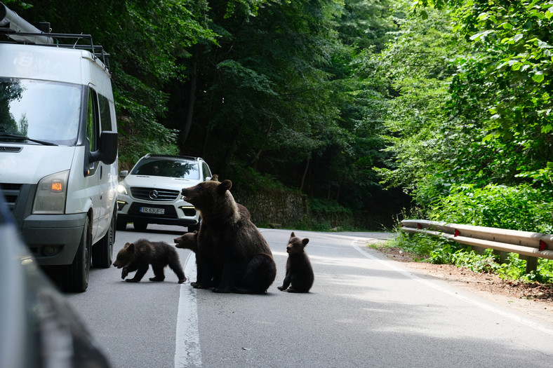 Niedźwiedź z młodymi na drodze