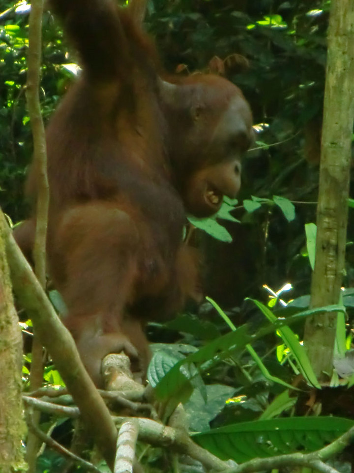 Borneo, Semenggoh Wildlife Centre