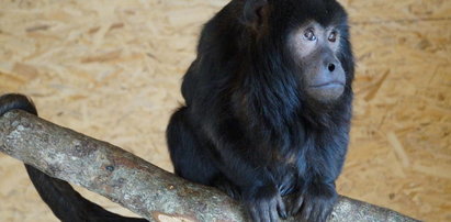 Małpa buntowniczka uciekła z zoo koło Słupska. Właściciele proszą o pomoc