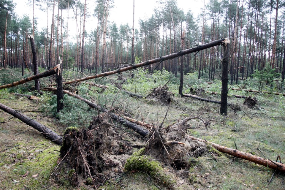 Sobków po przejściu nawałnicy, fot. Piotr Polak/PAP