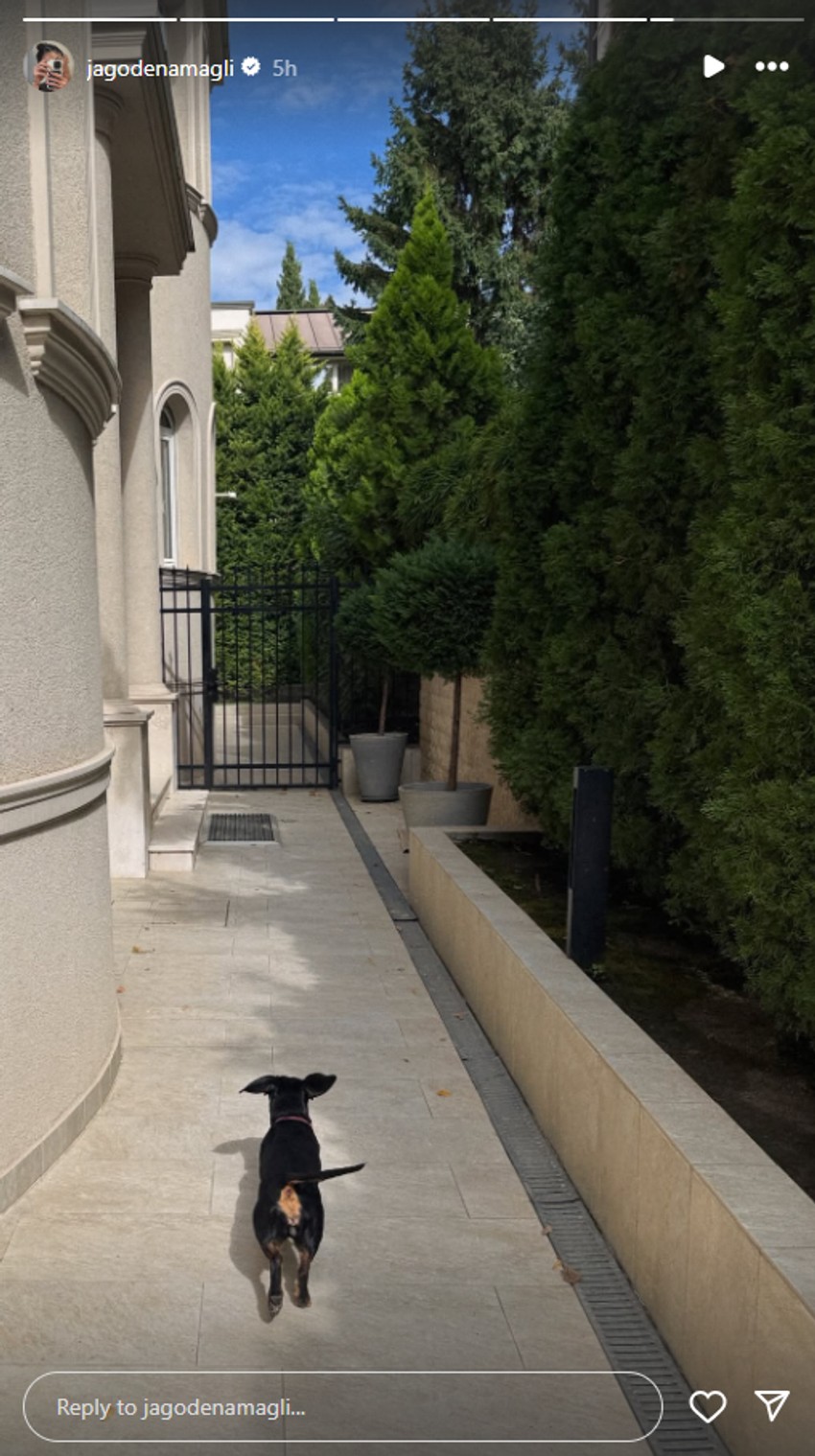 Jelisaveta Orašanin, objava