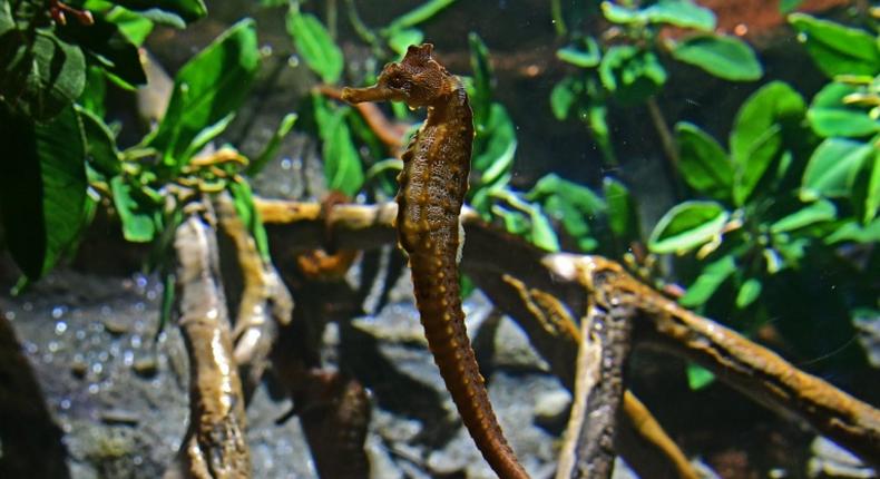 More tropical fish such as seahorse are appearing in warming European waters