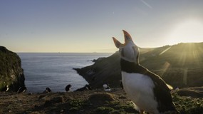 Zamieszkaj na rajskiej wyspie za darmo. Jest tylko jeden, nietypowy warunek