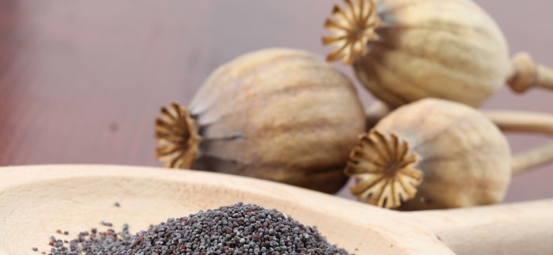 Mak jako narkotyk, a może lek? Właściwości odżywcze i prozdrowotne