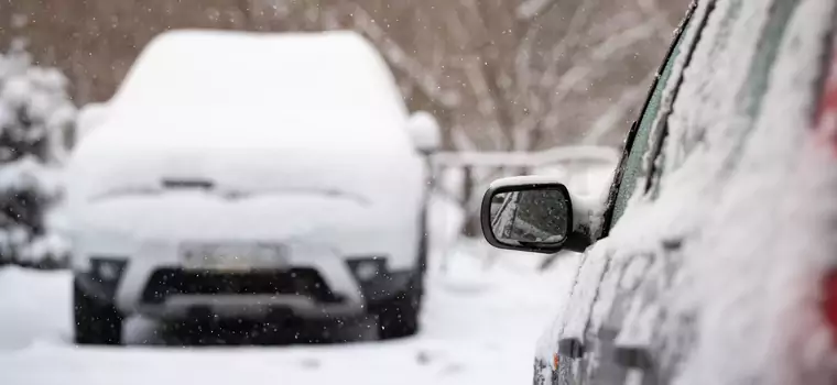 Zanim ruszysz, zajrzyj pod auto. Ciepły silnik wabi nieproszonych gości