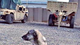 Kutyát mentenek Afganisztánból a magyarok