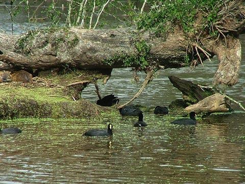 Galeria Argentyna - Delta rzek Parany i Urugwaju, fauna, obrazek 30