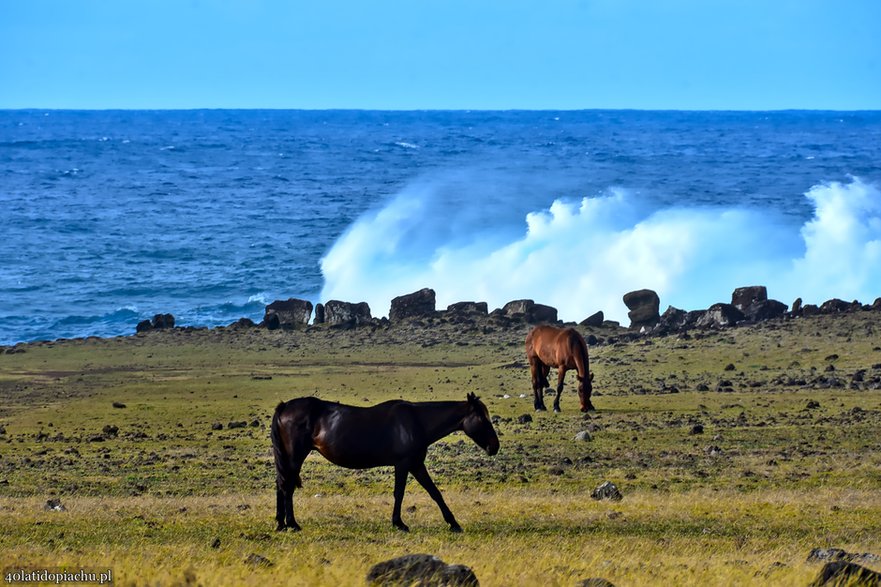 Dzikie konie na Rapa Nui / Wyspie Wielkanocnej