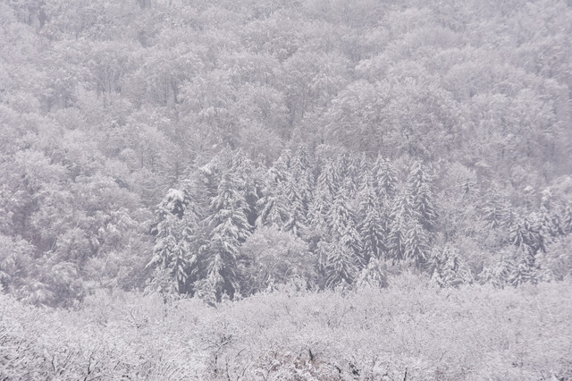 Novi Sad snow in winter in Fruska Gora photo Nenad Mihajlovic